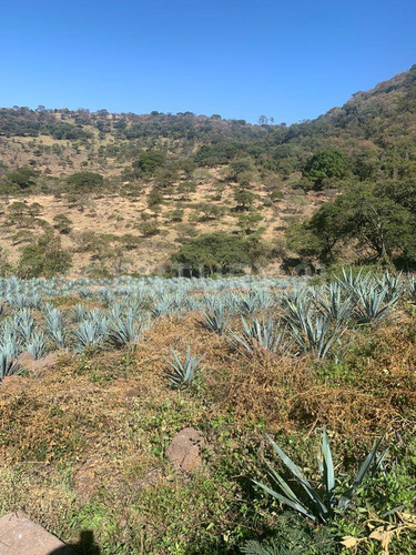 Terreno Rústico En Venta!!! Ayotlan, Jalisco