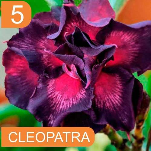 Imagem 6 de 10 de 4 Rosas Do Deserto Enxertada Preta Branca Vermelha E Amarela