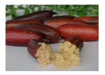 Comprar Finger Lime Limon Dedo  Caviar Arbolito Cítrico Injertado