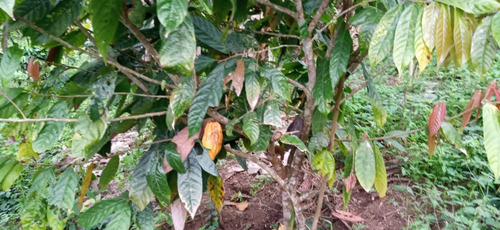 Imagen 16 de 22 de Vendo Finca Bitaco