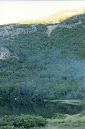 Agrícola Forestal - Inmobiliario En Venta En Tucapel