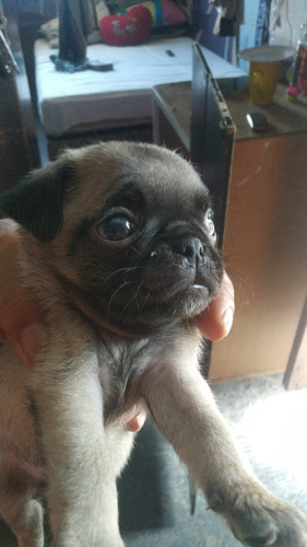 Hermosos Cachorros Pug 