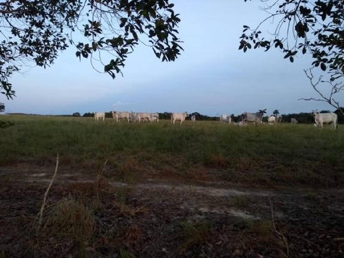 Imagen 20 de 30 de Vendo Hacienda De 990 Hectáreas En Puerto Gaitán En El Meta