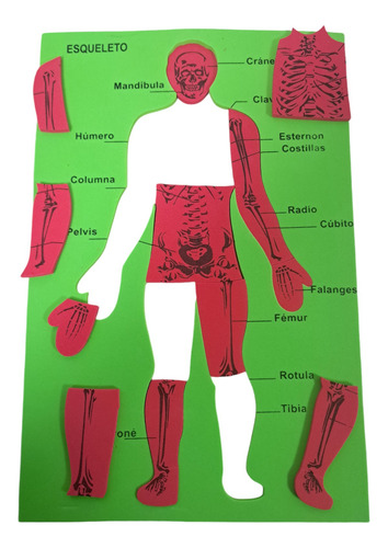Cuerpo Humano Esqueleto Goma Eva Aprendiendo