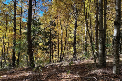 Venta Campo Curarrehue