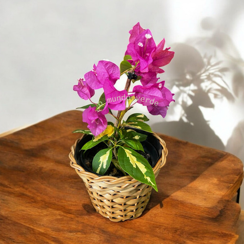 1 Primavera Manacá - Mary Palmer Rara + Vaso Junco De Brinde