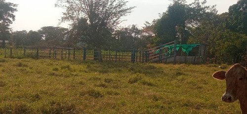 Imagen 24 de 26 de Finca En Apartadero - Cojedes