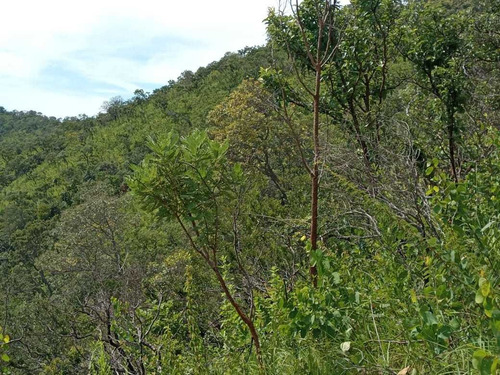 Imagem 9 de 14 de Excelente Terra Na Chapada Dos Veadeiros! Em Cavalcante Go