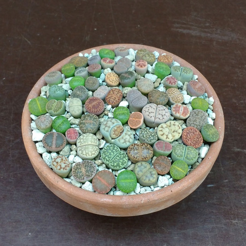 Lithops Pedra Viva Flor Sementes P/ Mudas Cacto Frete Barato