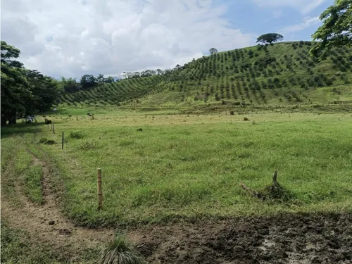 Se Vende Finca Vía Barragan - Rio Verde