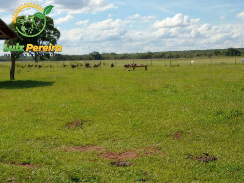 Imagem 2 de 7 de Fazenda À Venda Em Ribas Do Rio Pardo - Ms - De 411 Alqueires (pecuária) - 1744