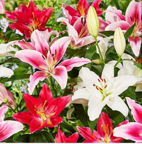 Plantas De Liliums Orientales Y Mix . Gladiolos Fiorentinos