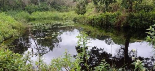 Imagem 15 de 25 de Chácara Com 50.000 M² De Área Total E Com Horta, Lago, Riacho, Pomar E Cozinha Caipira, No Bairro Gaivota, Em Itanhaém Ref: 9242/ac