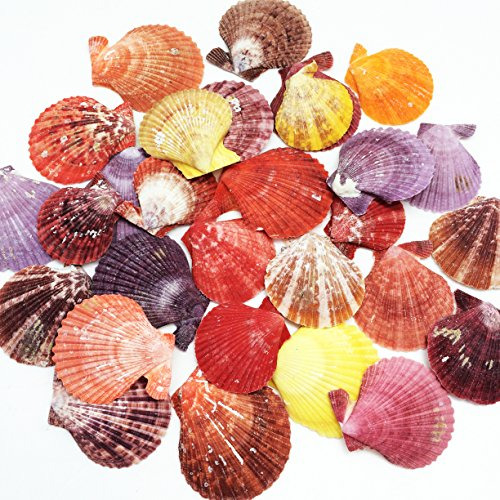 Pepperlonely 30 Pc Pecten Coloridas Conchas De Vieira, 2 Pul