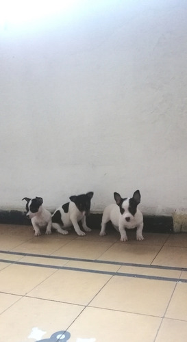 Fox Terrier Ratoneros Machos Blanco