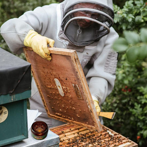 Atrayente De Abejas Atrayente De Abejas Para Jardín Bálsamo