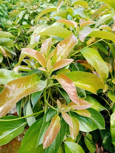 Plantas De Aguacate Injertado Cultivar Pollock, Choquette