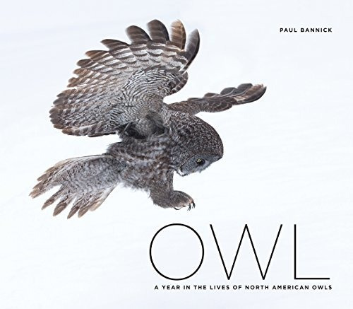 Book : Owl A Year In The Lives Of North American Owls -...