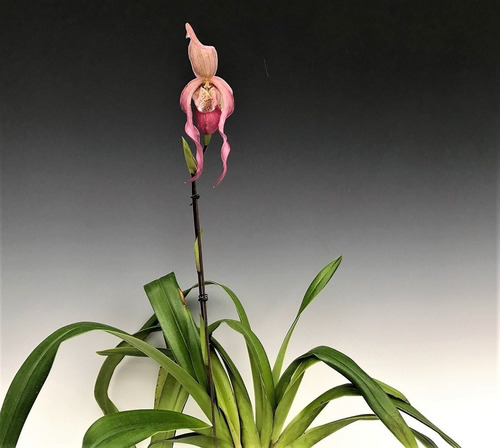 Orquídea Phragmipedium Schroederae (incluye Envío) 