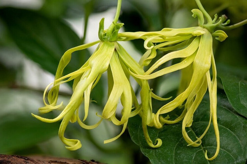 Ylang Ylang Nosemilla Cananga Odorata  Organico Envío Gratis