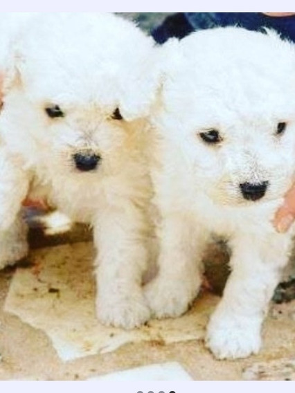 Caniche Mini Toy Blanca Hembra Mercadolibre Com Ar Caniche Mini Toy Blanca Hembra Mercadolibre Com Ar