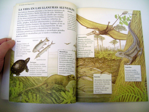 Dinoclub Larousse Stegosaurus Dinosaurios Para Niños Boedo (Usado)
