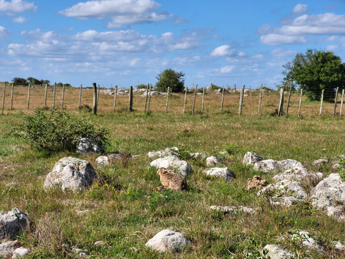 Venta Campo 1.075 Hectareas Sierras De Lavalleja