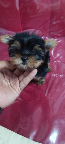 Yorkshire Terrier Mini 