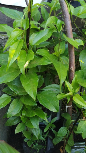 Planta Guaco