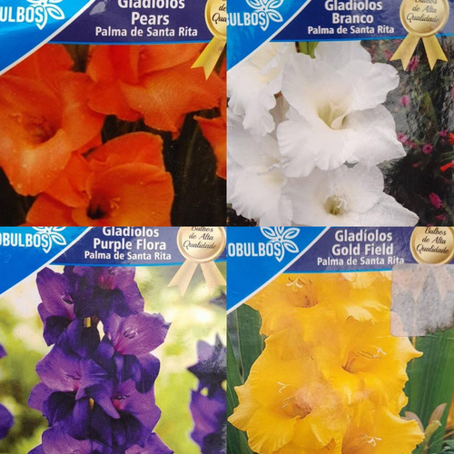 Bulbos Florales Importados Amaryllis Dahlias Gladiolos
