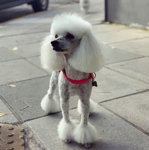 Imagen 6 de 9 de Peluquería A Domicilio Canina Y Felina Caba Gba Znorte Leer