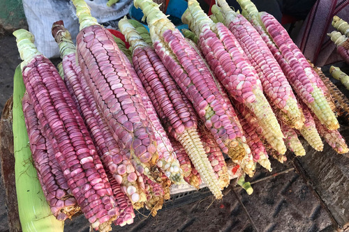 100 Semillas Para Siembra Maiz Elotero Cacahuazintle Morado