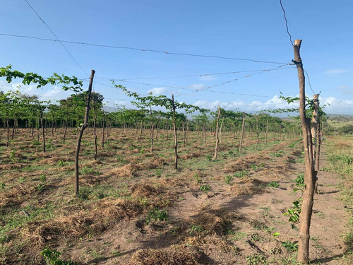 Imagen 9 de 18 de Se Vende Finca En Guayuta Ve02-009gcn -az