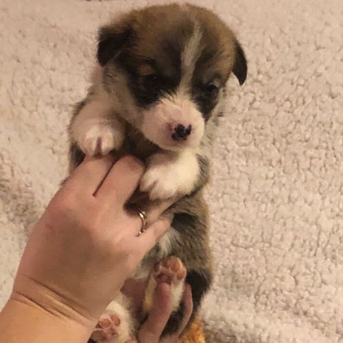 Welsh Corgi Pembroke Opción A Pedigree 