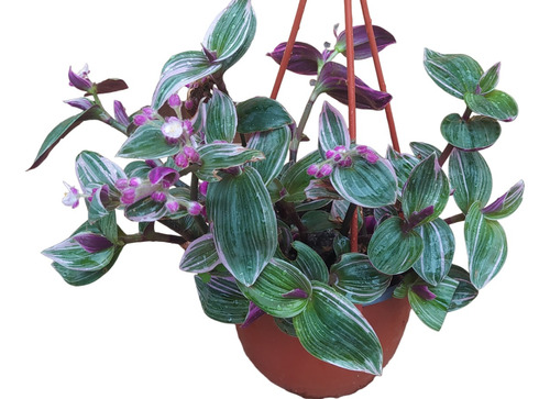 Tradescantia Morada Tricolor 20cms + Macetero Y Colgador