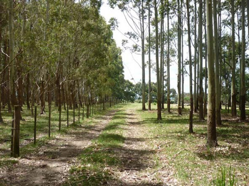 Venta Campo En Rocha 1519 La Pedrera Marítimo Ganadero (ref: Cbr-1233)