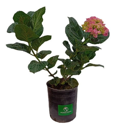 Planta De Exterior Hortensia En Maceta Soplada 3 Litros 