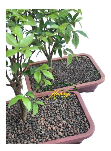 Imagem 8 de 10 de Argila Expandida 3 A 9 Mm Caqueira Terrário Bonsai 1l