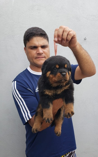 Filhotes De Rottweiler Com Pedigree