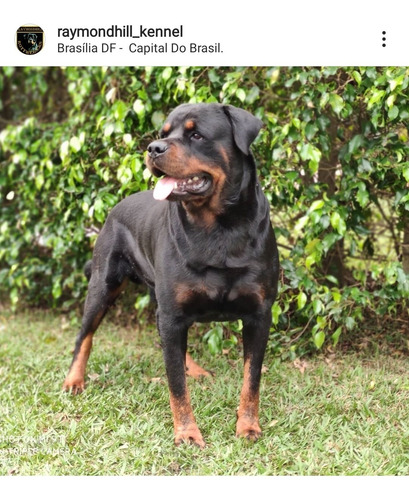 Rottweiler Macho Disponível Filhote