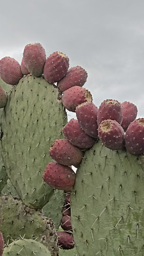 3 Variedades Pencas Nopal Tunero,tuna Roja Opuntia Ficus, Lc
