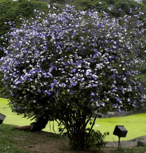 Muda De Manacá De Cheiro Perfumado Atrai Borboletas Pássaros