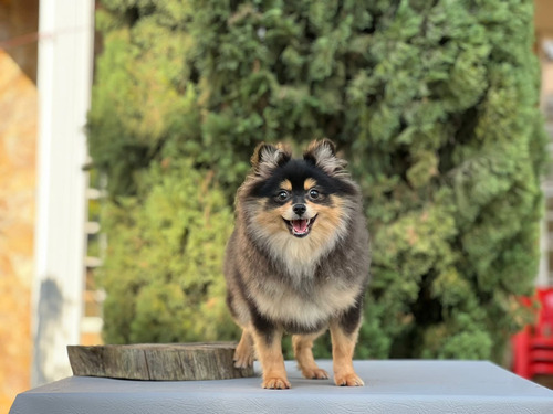 Cachorros Pomerania Mini Exotic Perros En Venta 