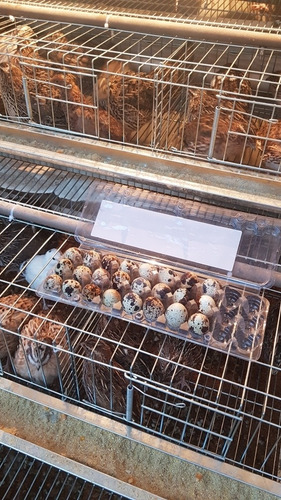 Imagem 3 de 3 de Ovos Galados De Codornas Gigantes Tamanho Gg