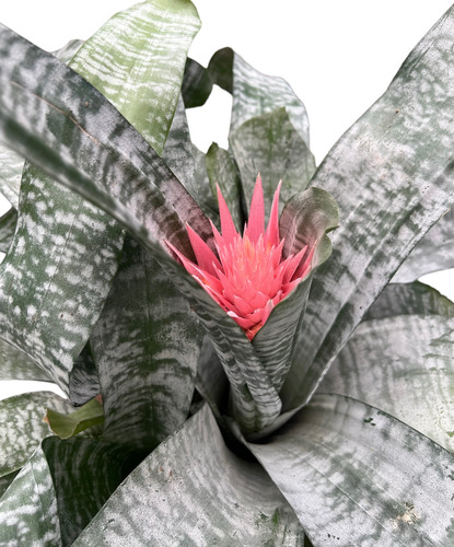 Planta Bromelia Fasciata