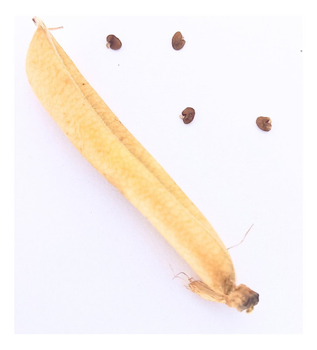 30 (treinta) Semillas De Crotalaria Pallida  (cascabelito)