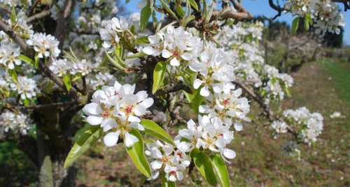 Pera D'anjou Enana Para Huerta Máximo 2 Metros Arbolito Raro