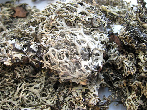 Pulmonaria 1kg Producto Herbal Para Te O Infusion