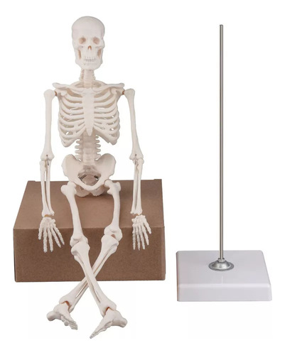 Modelo De Hueso Portátil, Modelo De Mini Esqueleto Humano
