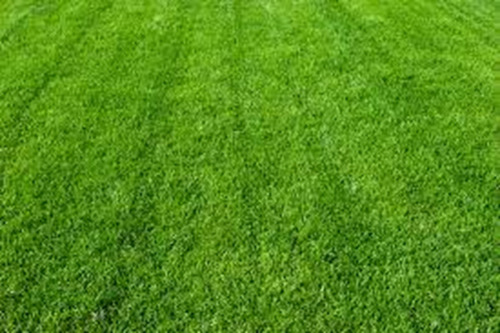 Sementes Grama Esmeralda Select Plus Para 20.000 M2